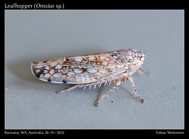 Leafhopper (Orosius sp.)