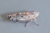 Leafhopper (Orosius sp.)