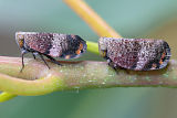 Unidentified Planthopper (Platybrachys sp.)