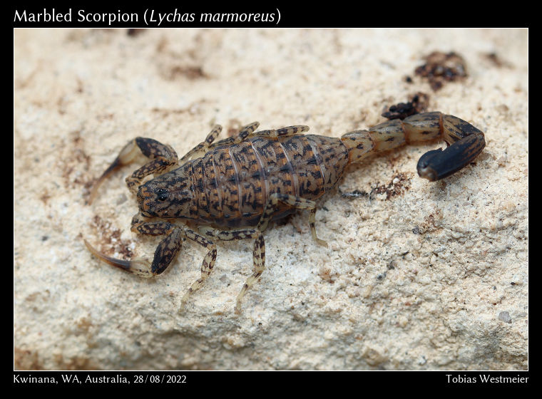 Marbled Scorpion (Lychas marmoreus)