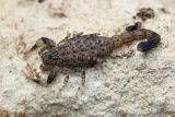 Marbled Scorpion (Lychas marmoreus)