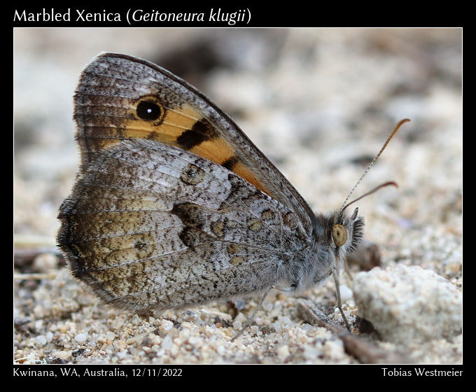 Marbled Xenica (Geitoneura klugii)