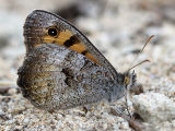 Marbled Xenica (Geitoneura klugii)