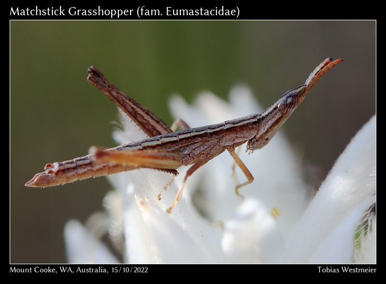 Matchstick Grasshopper (fam. Eumastacidae)