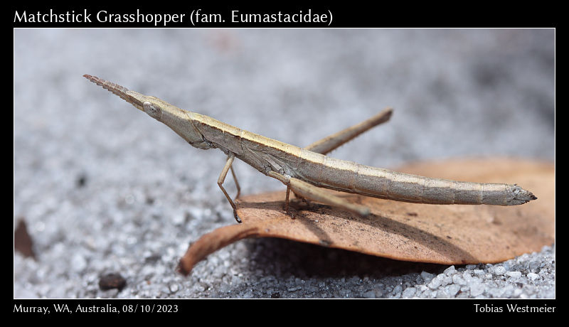 Matchstick Grasshopper (fam. Eumastacidae)