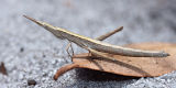 Matchstick Grasshopper (fam. Eumastacidae)