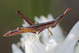 Matchstick Grasshopper (fam. Eumastacidae)