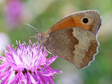 Meadow Brown (Maniola jurtina)