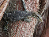 Monitor Lizard (Varanus sp.)