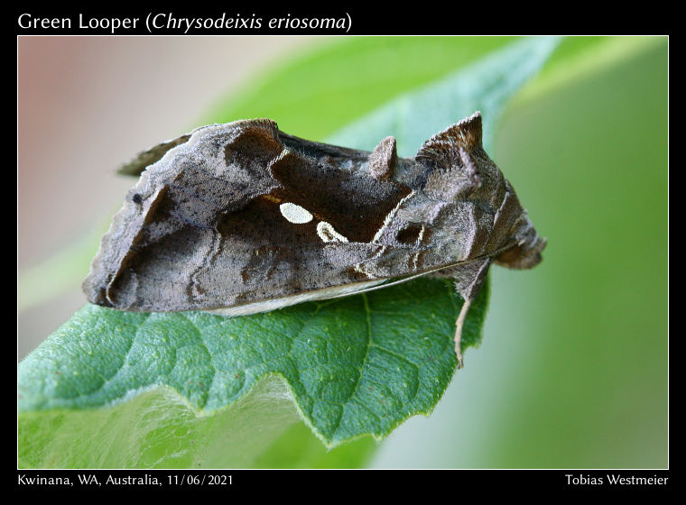 Green Looper (Chrysodeixis eriosoma)
