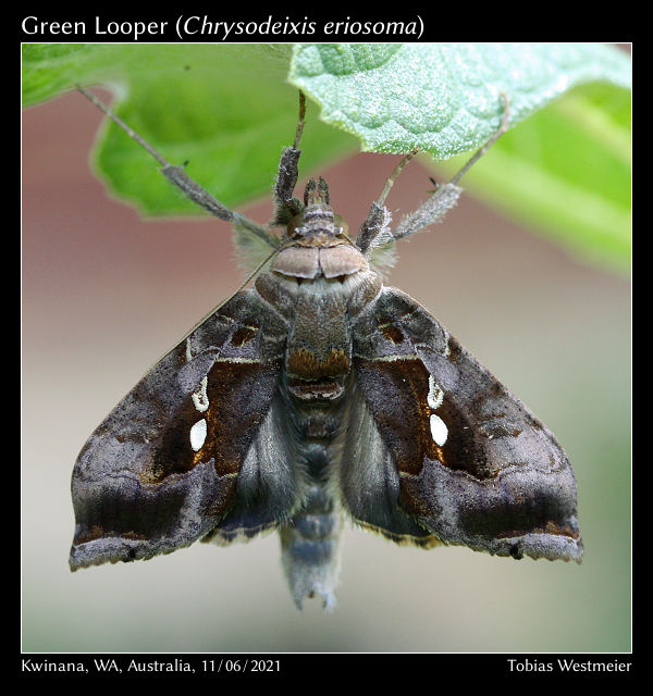 Green Looper (Chrysodeixis eriosoma)