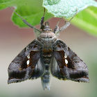 Green Looper (Chrysodeixis eriosoma)