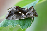 Green Looper (Chrysodeixis eriosoma)