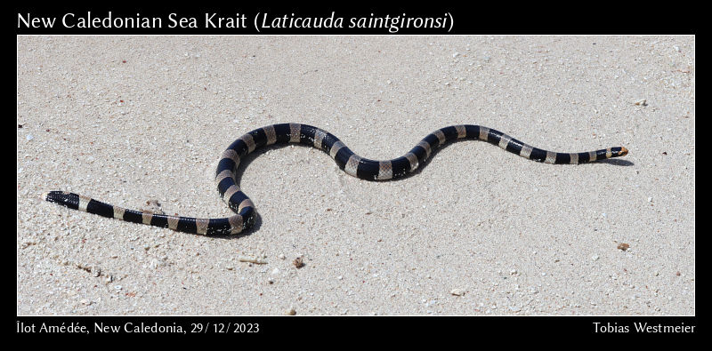 New Caledonian Sea Krait (Laticauda saintgironsi)