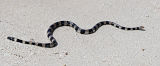 New Caledonian Sea Krait (Laticauda saintgironsi)