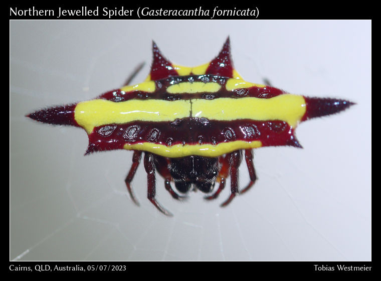 Northern Jewelled Spider (Gasteracantha fornicata)