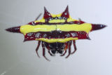 Northern Jewelled Spider (Gasteracantha fornicata)