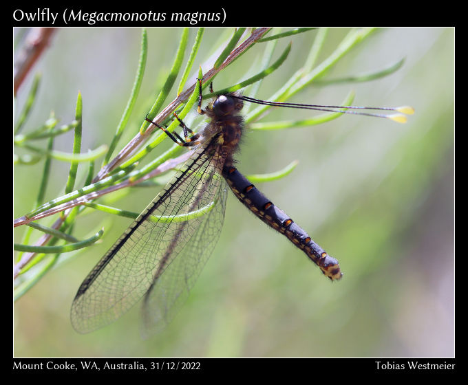 Owlfly (Megacmonotus magnus)