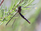 Owlfly (Megacmonotus magnus)