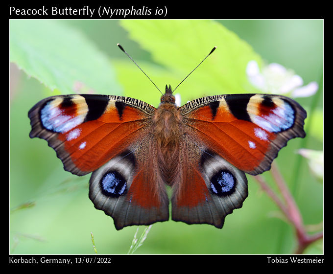 Peacock Butterfly (Nymphalis io)
