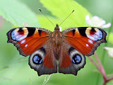 Peacock Butterfly (Nymphalis io)