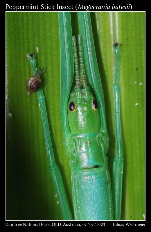 Peppermint Stick Insect (Megacrania batesii)