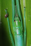Peppermint Stick Insect (Megacrania batesii)