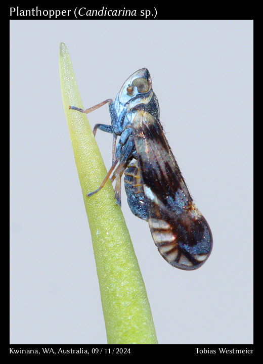 Planthopper (Candicarina sp.)