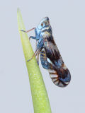 Planthopper (Candicarina sp.)