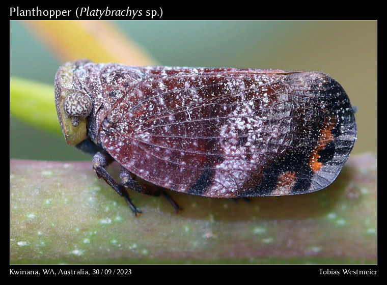 Unidentified Planthopper (Platybrachys sp.)