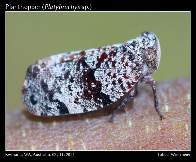 Unidentified Planthopper (Platybrachys sp.)