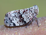 Unidentified Planthopper (Platybrachys sp.)