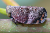Unidentified Planthopper (Platybrachys sp.)