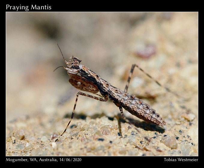 Praying Mantis