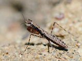 Praying Mantis