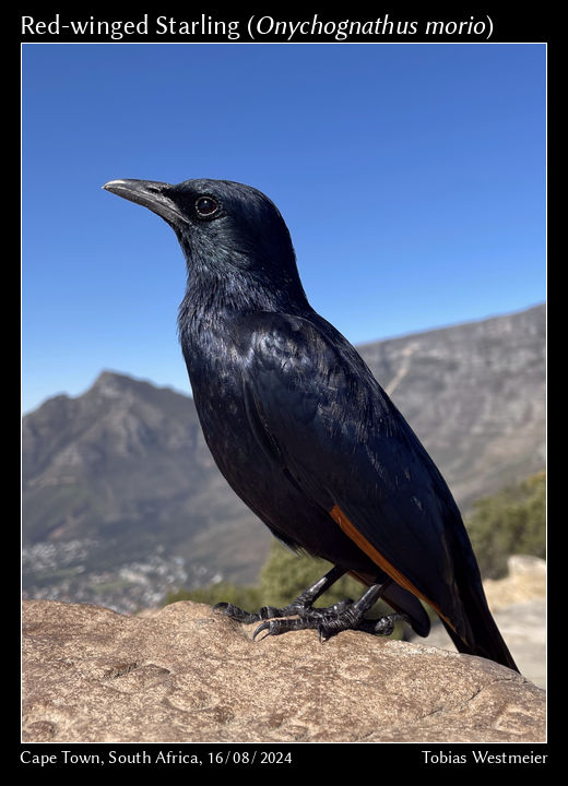 Red-winged Starling (Onychognathus morio)
