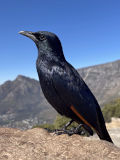 Red-winged Starling (Onychognathus morio)