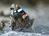 Red Admiral (Vanessa atalanta)