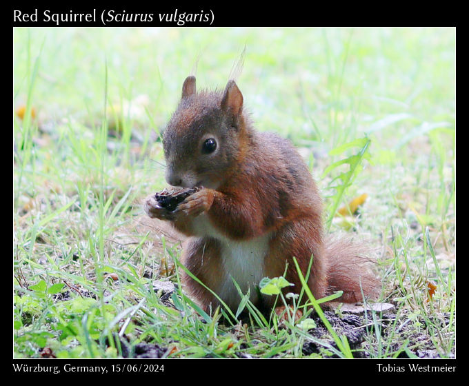 Red Squirrel (Sciurus vulgaris)