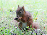 Red Squirrel (Sciurus vulgaris)