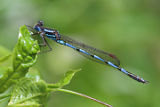 Blue Ringtail (Austrolestes annulosus)