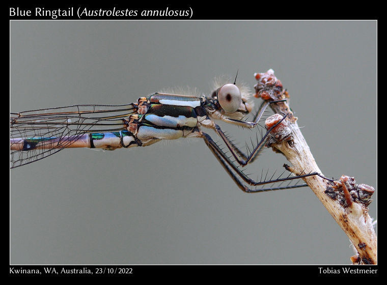 Blue Ringtail (Austrolestes annulosus)