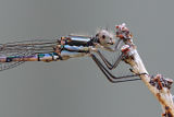 Blue Ringtail (Austrolestes annulosus)
