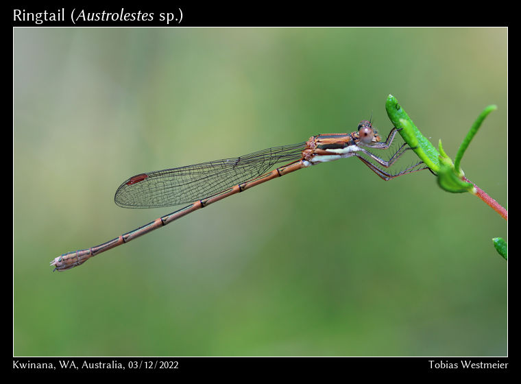 Ringtail (Austrolestes sp.)