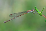 Ringtail (Austrolestes sp.)