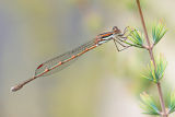 Slender Ringtail (Austrolestes analis)