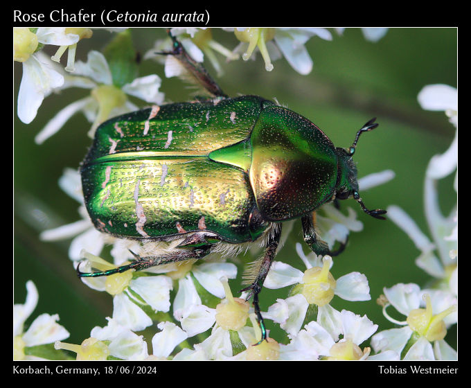 Rose Chafer (Cetonia aurata)