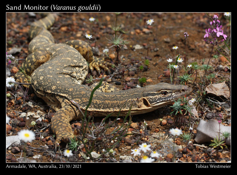Sand Monitor (Varanus gouldii)