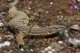 Sand Monitor (Varanus gouldii)