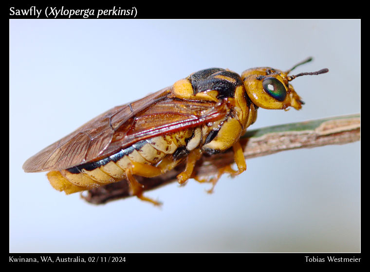 Sawfly (Xyloperga perkinsi)